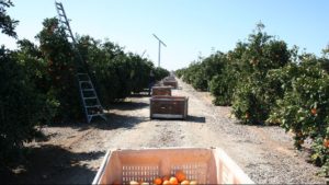Growth Of California Specialty Citrus Continues To Soar