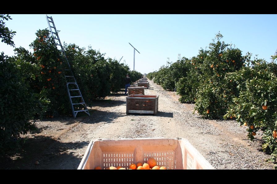 Growth Of California Specialty Citrus Continues To Soar