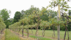 Can Your Vineyard Be Both Innovative and Efficient? [Opinion]