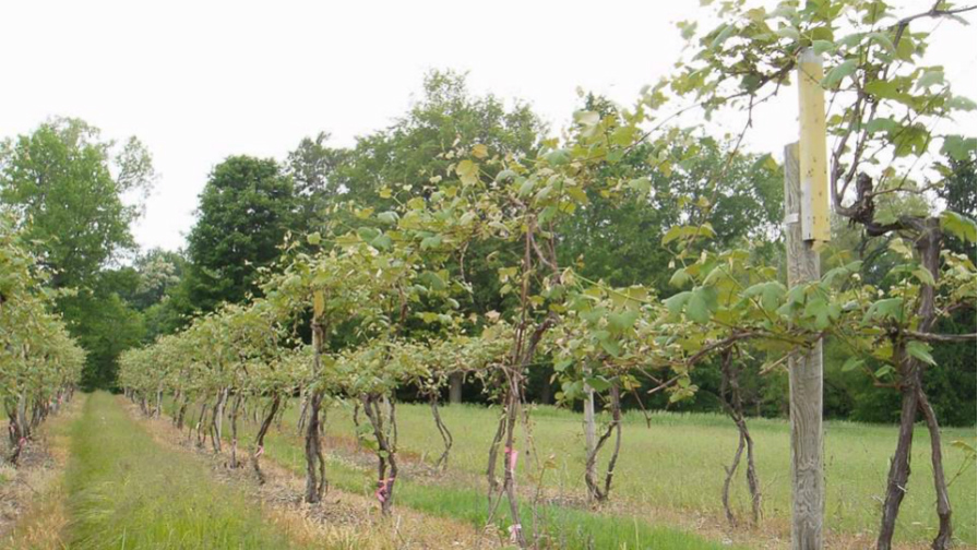 Model Vineyard Looks To Maximize Concord Production
