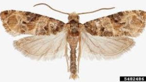 An Exquisite Extermination – European Grapevine Moth [Opinion]