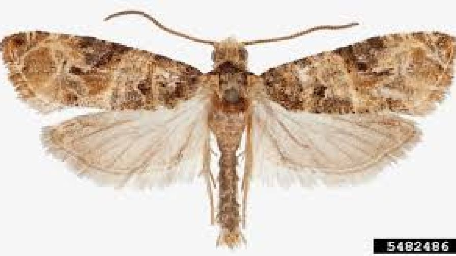 An Exquisite Extermination – European Grapevine Moth [Opinion]