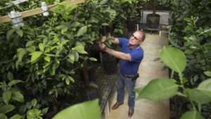 Genetic Markers Point Way To Breeding Better Mandarin Oranges