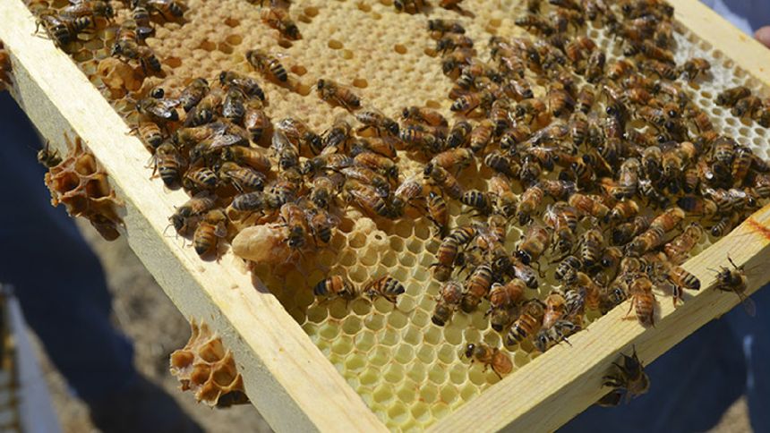 Researchers Take Pesticides Out of Honeybees