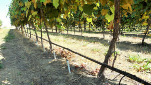 Deeper Irrigation Method Showing Promise For Vineyards