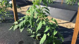 New Technology Reduces Transplant Shock In Tomatoes And Peppers