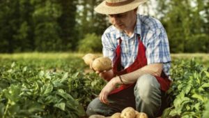 Better Biocontrol Options Becoming Available To Organic Growers