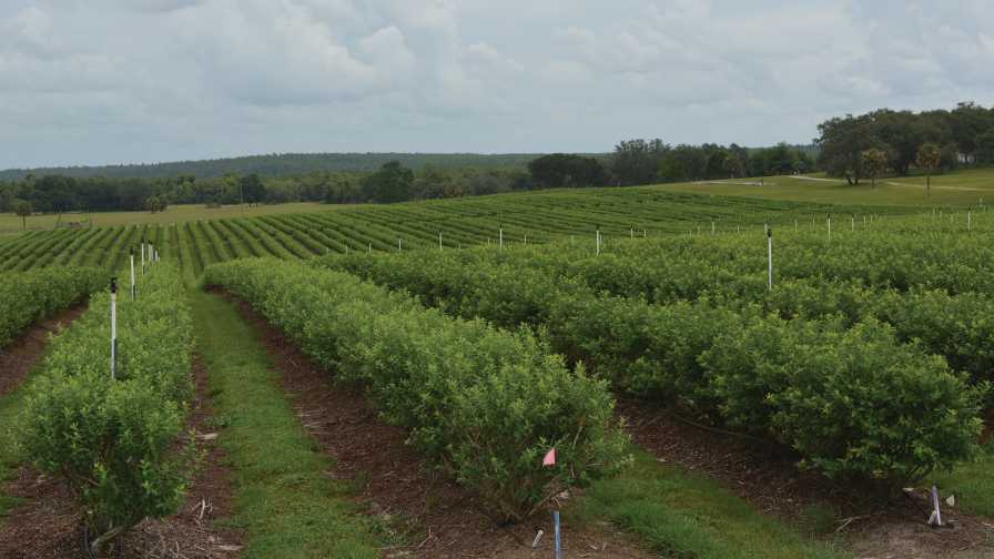 Optimize Fertilizer Applications in Young Blueberry Plantings