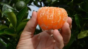 How to Pick the Best Fruit for Citrus Under Protective Screen