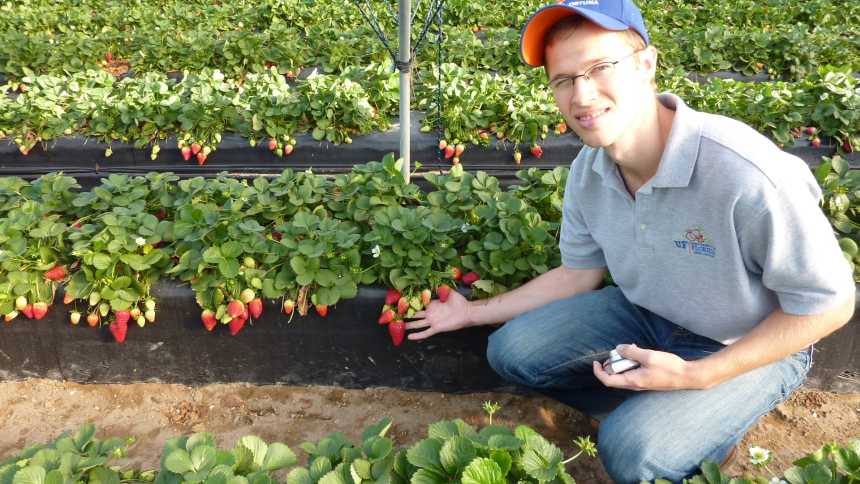 What It Takes To Help Make Flavor of Strawberries More Superior