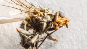 How To Control Allium Leafminer, A New Invasive Pest