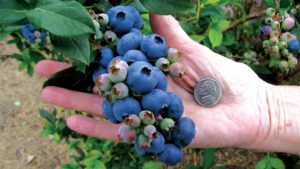 U.S. Blueberry Industry To Get Big Boost From Trade Promotion Program Funding