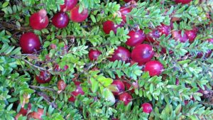 Wisconsin Is The Top Cranberry Producer In Nation, World