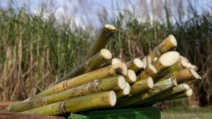 Scientists Fervent To Find Cure For Deadly Sugarcane Virus