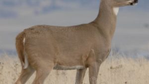 Strategies To Control Wildlife On Your Farm