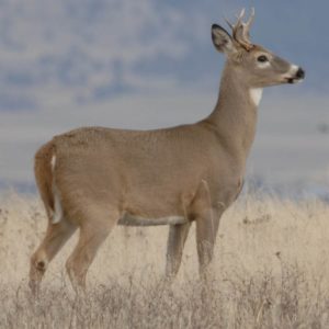 1. Deer (58%)