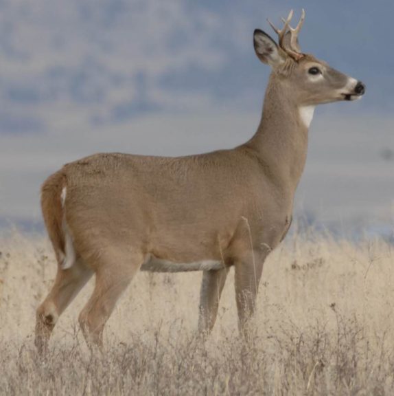 1. Deer (58%)