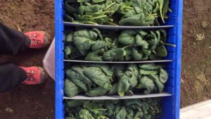 Researchers Find Cold Weather Makes For Tastier High Tunnel-Produced Spinach