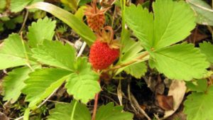Researchers Unravel Genetic Ancestry Of Cultivated Strawberry