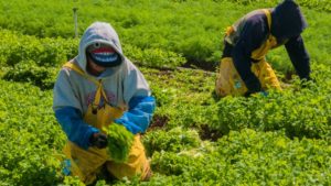 Food Safety Data Sharing Tech Grows on California Leafy Greens Producers