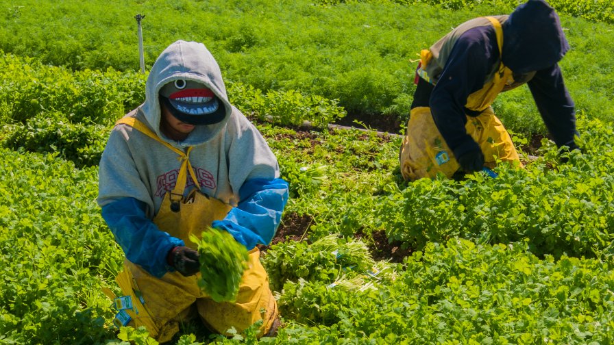 Food Safety Data Sharing Tech Grows on California Leafy Greens Producers