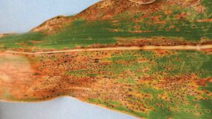 Mix of Science and Technology Tasked To Take on Tar Spot in Corn