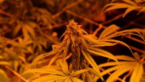 Florida Farm Set to Bring Organic Medical Cannabis to the Table