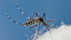 Zika Fears In Florida Spark War Declaration On Mosquitoes
