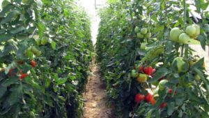 SARE Grant Expands Tomato Research In High Tunnels