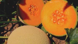 10 Cantaloupe And Melon Varieties You Need To Know