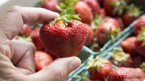 New Peach-Sized Strawberry Big On Flavor
