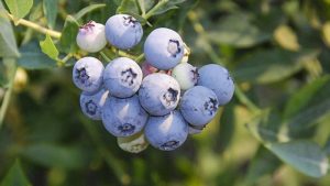 New Berry Releases Hit Marks For High Yields, Mechanical Harvest