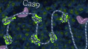 Can CRISPR Technology Save Citrus From Greening Disease?