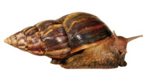 It’s Back! Giant African Land Snail Resurfaces Again in Florida