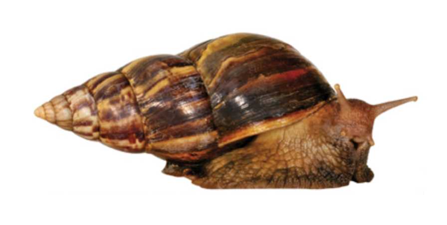 Giant African Land Snail profile
