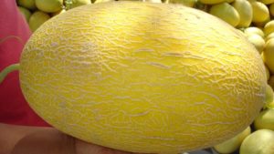 Golden Hami