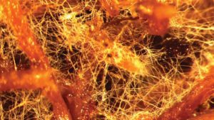 Getting To The Root Of Improved Fruit And Vegetable Production