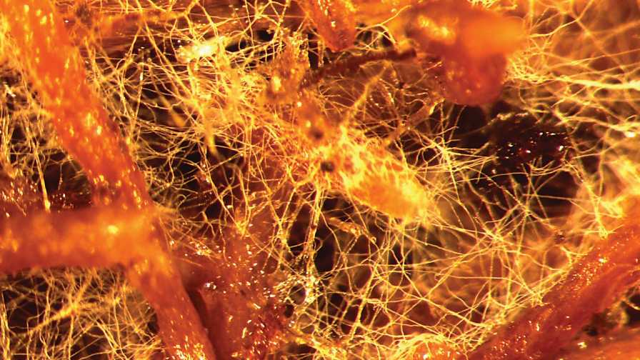 Getting To The Root Of Improved Fruit And Vegetable Production