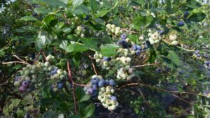 Florida Blueberry Growers Keen On Two New Cultivars