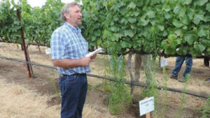 Vineyard Weed Control Should Start Now