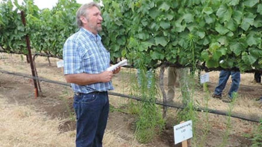Vineyard Weed Control Should Start Now