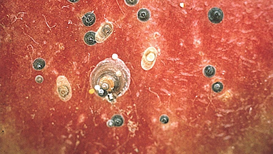 San Jose Scale Is An Old Pest That Is A New Threat To Apple Growers