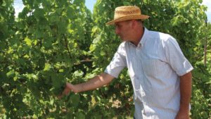 Where Site And Growing System Meet In The Vineyard