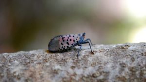 New Invasive Plant Pest the Topic of Webinar Series