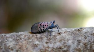 Insect Issues Making The News In September