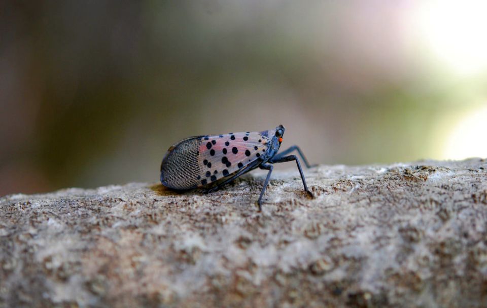 New Invasive Plant Pest the Topic of Webinar Series