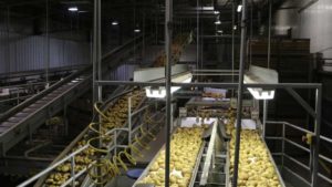 NPC Hosts USDA On A Tour Of Sterman Masser Potato Farms