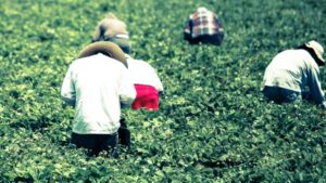Strawberry Grower Fined For Demanding Kickbacks From H-2A Workers