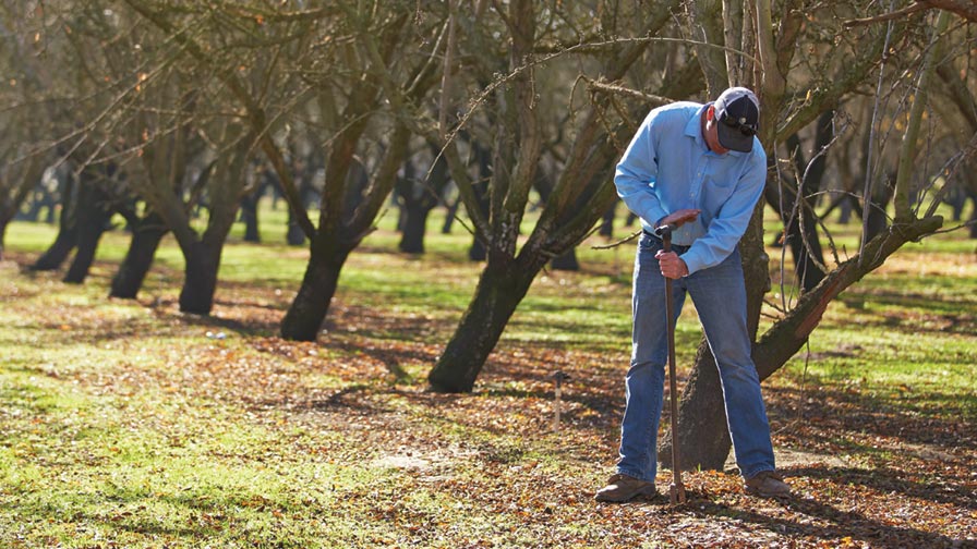 Use Soil Sampling To Inform Your Almond Orchard Fumigation Decisions