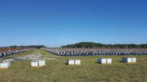 Beehive Thefts on the Rise
